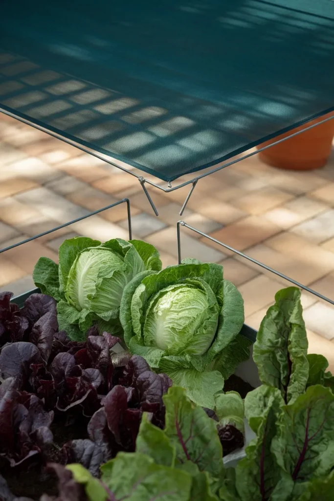 Shade cloth raised garden bed cover suspended above lettuce and chard in summer