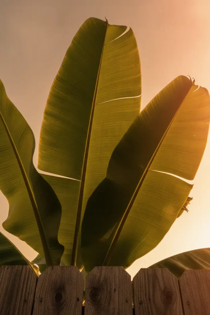 Tropical backyard privacy ideas using hardy banana leaves backlit at golden hour