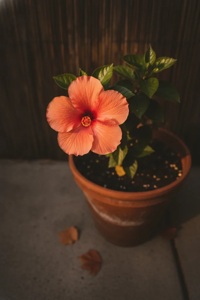 Tropical cozy backyard ideas with a potted tropical hibiscus bloom in fall light